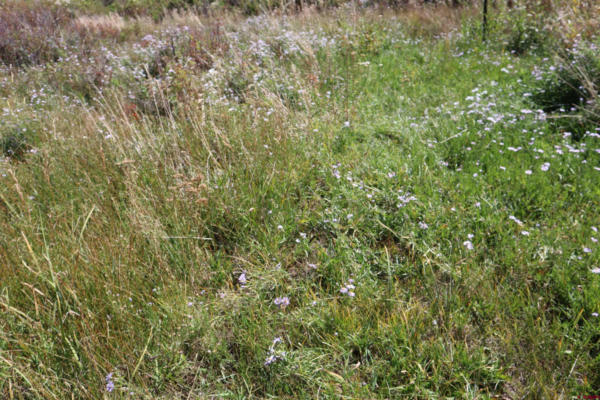 340 PRONGHORN HL, DEL NORTE, CO 81132, photo 5 of 10