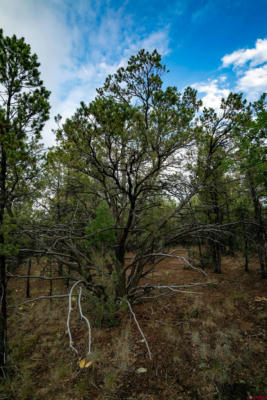 31 CEDAR LN W, RIDGWAY, CO 81432, photo 5 of 24